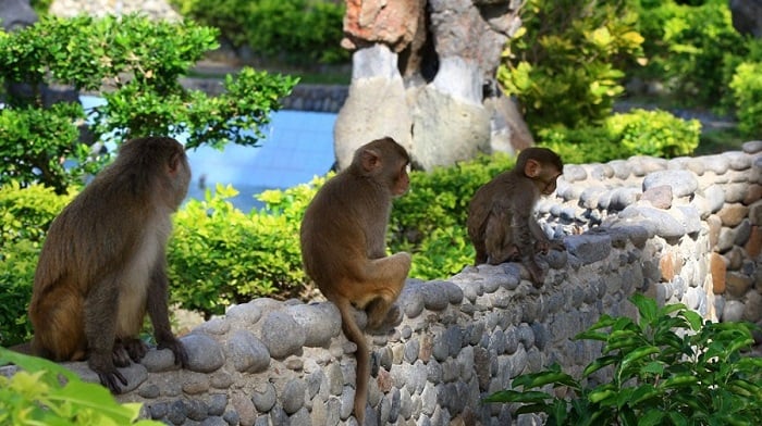 Orchid Island & Monkey Island Admission Ticket | Nha Trang