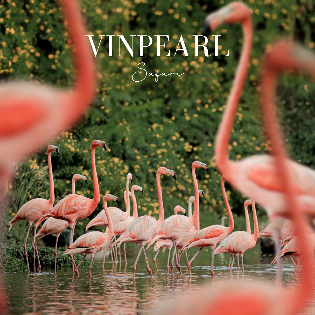 Билеты в парк развлечений Vinwonders Phu Quoc - сафари Vinpearl Phu Quoc