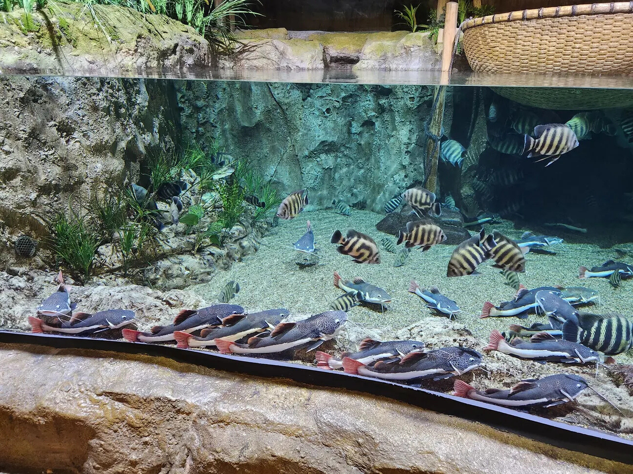 Lotte World Aquarium Билет | Западное озеро | Ханой
