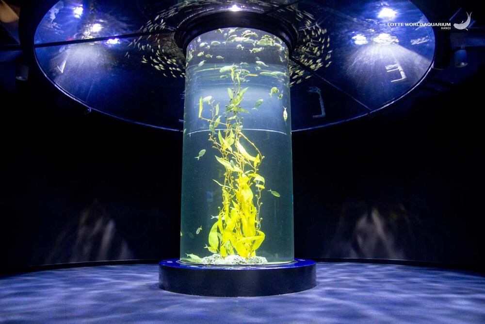 Lotte World Aquarium Билет | Западное озеро | Ханой
