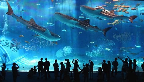 Входной билет в VinKe & Times City Aquarium | Ханой.