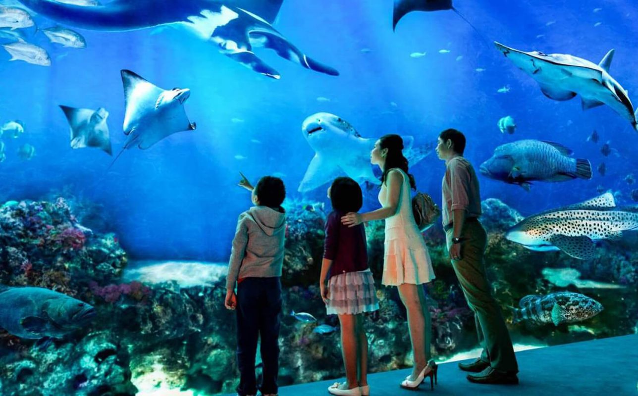 Входной билет в VinKe & Times City Aquarium | Ханой.