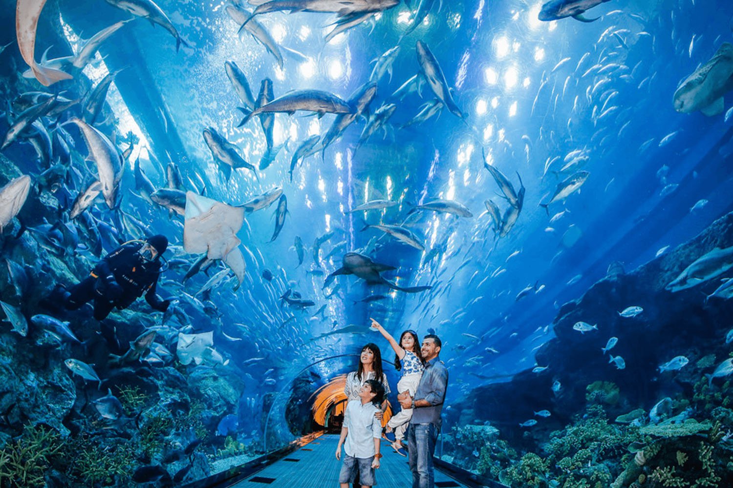 Входной билет в VinKe & Times City Aquarium | Ханой.