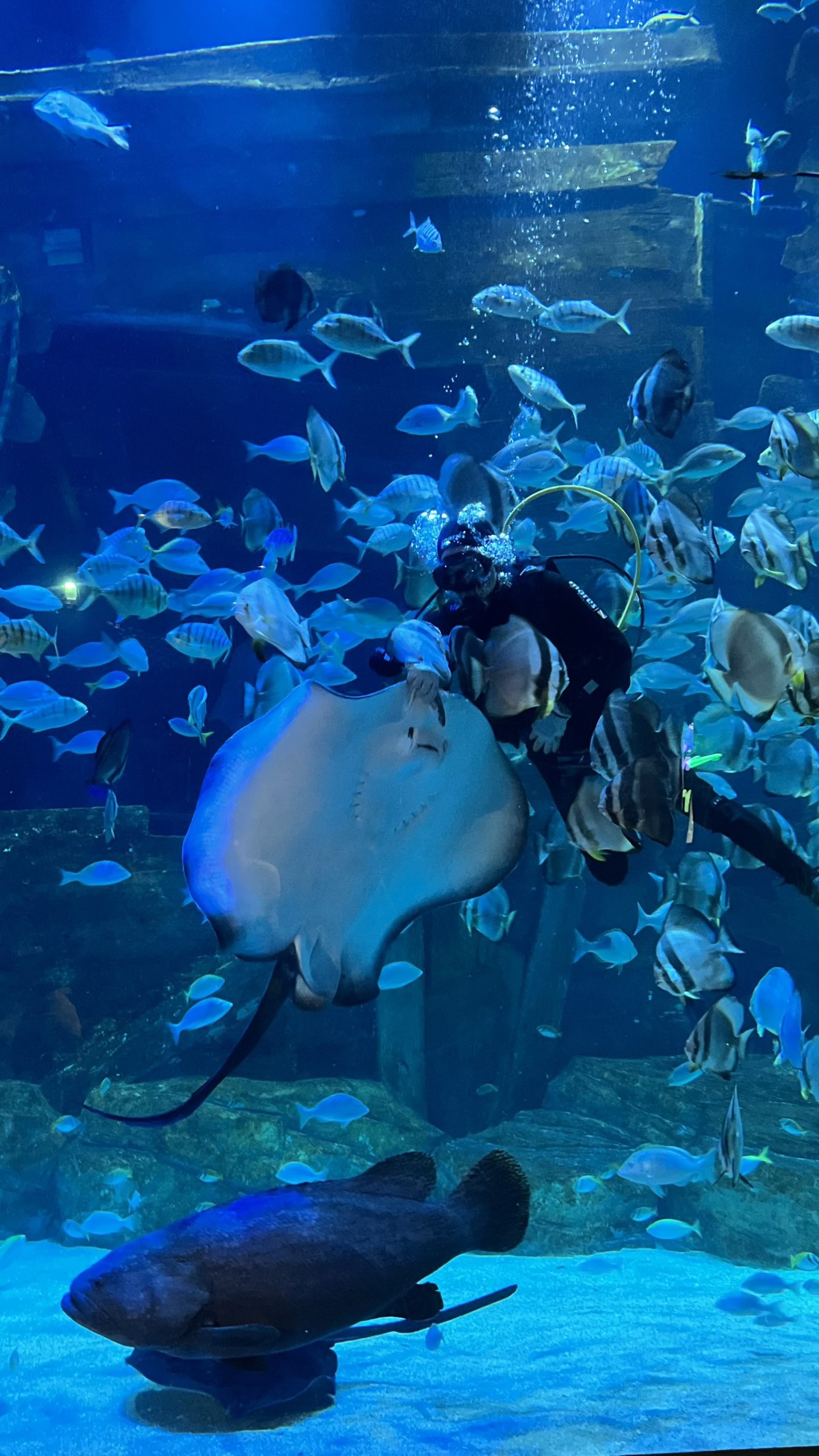 Lotte World Aquarium Билет | Западное озеро | Ханой