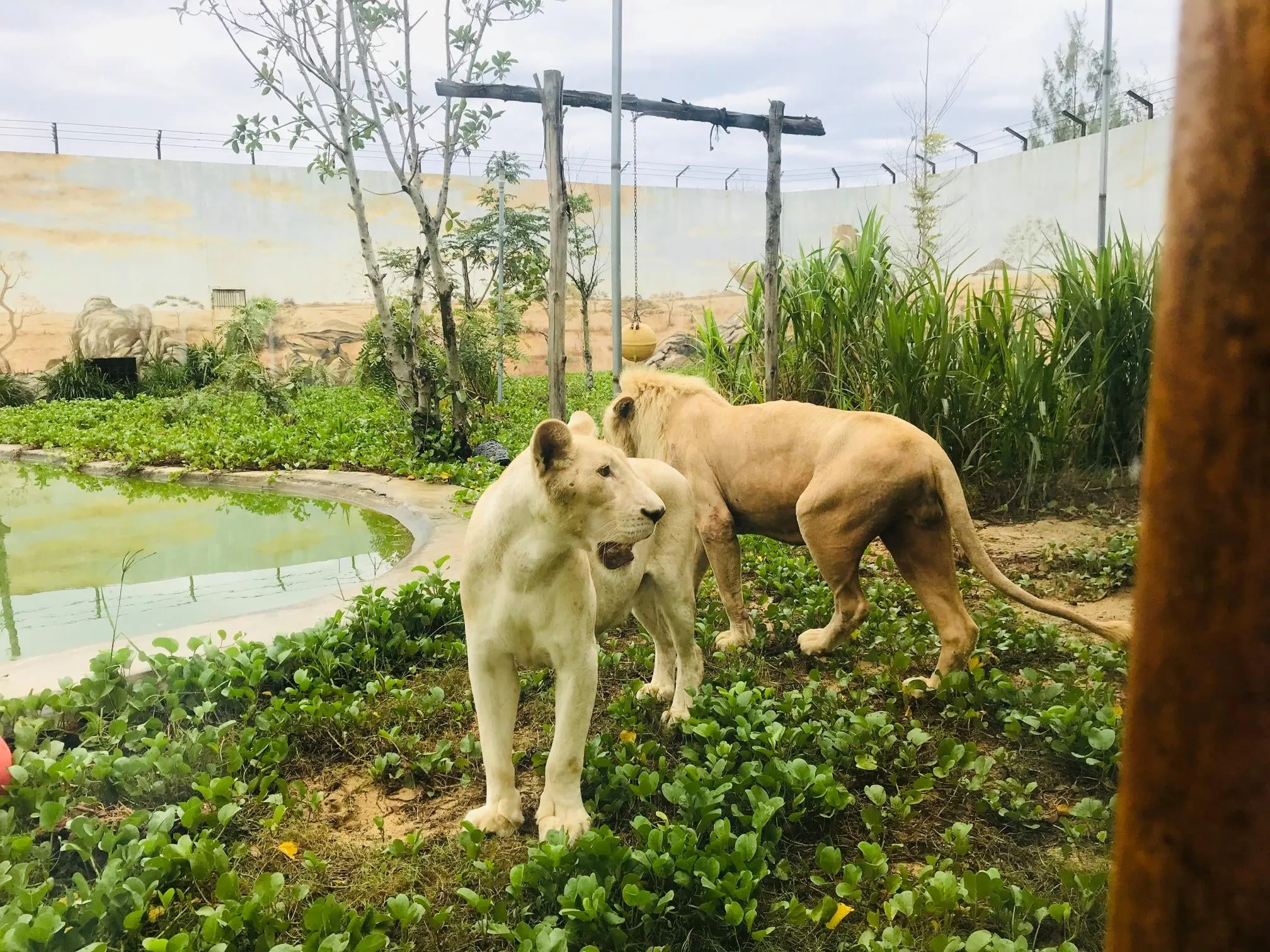 Билет на вход в зоопарк FLC Zoo Safari Park | Quy Nhon