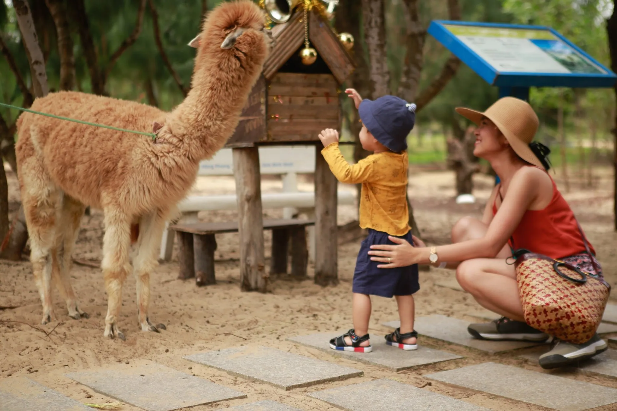 Билет на вход в зоопарк FLC Zoo Safari Park | Quy Nhon
