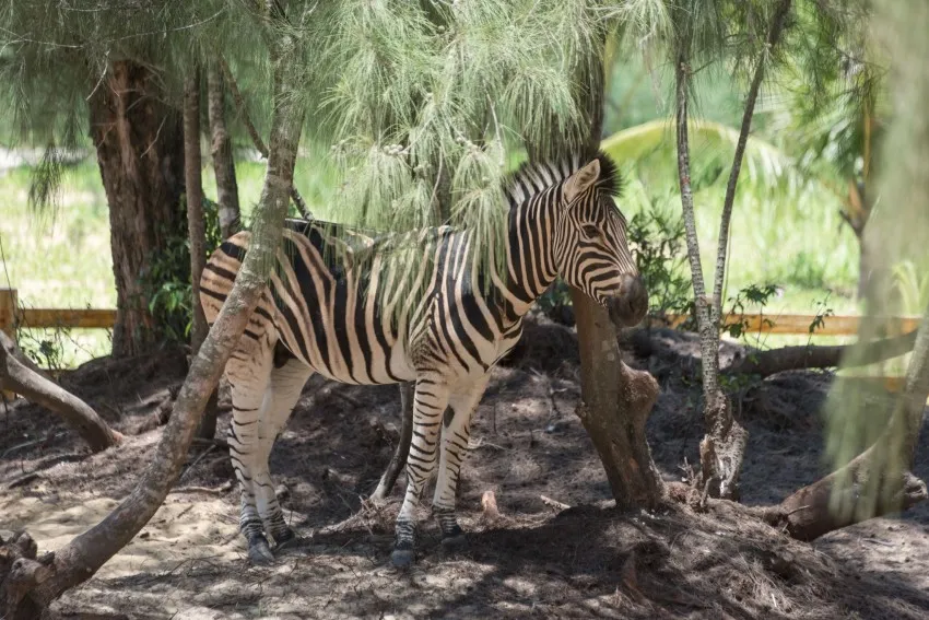 Билет на вход в зоопарк FLC Zoo Safari Park | Quy Nhon