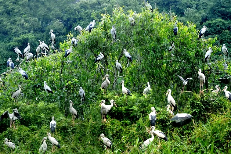 Day Tour | Explore Can Gio Mangrove Biosphere Reserve by Speedboat | Departs from Ho Chi Minh City