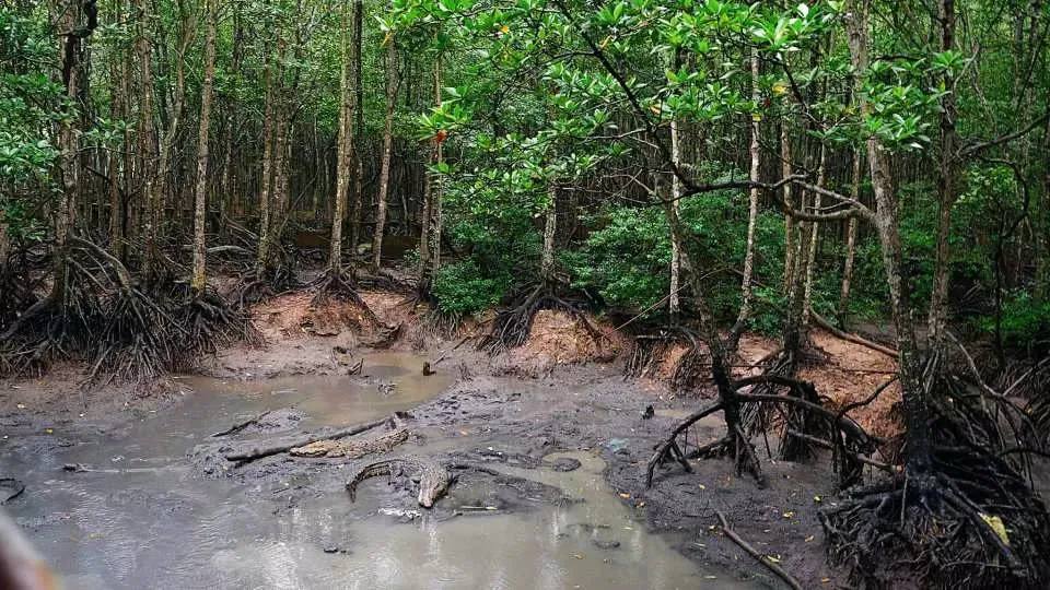 Day Tour | Explore Can Gio Mangrove Biosphere Reserve by Speedboat | Departs from Ho Chi Minh City