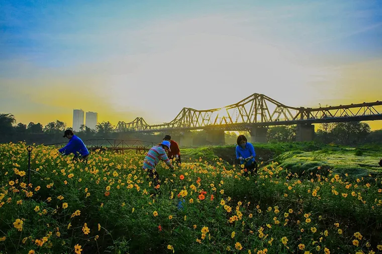 Under Long Biên Bridge, flowers bloom in spring