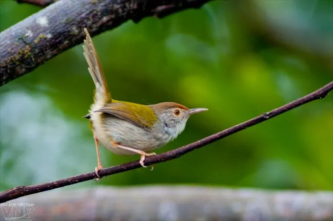 A mix of forests, coral reefs, and wetlands sustains diverse flora and fauna 