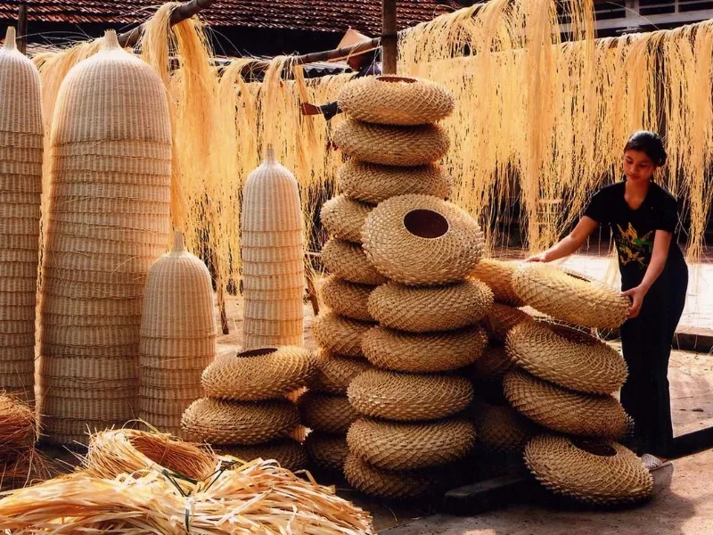 Viewed as an iconic plant in Vietnam's heritage, bamboo stands as a symbol representing village life throughout the nation