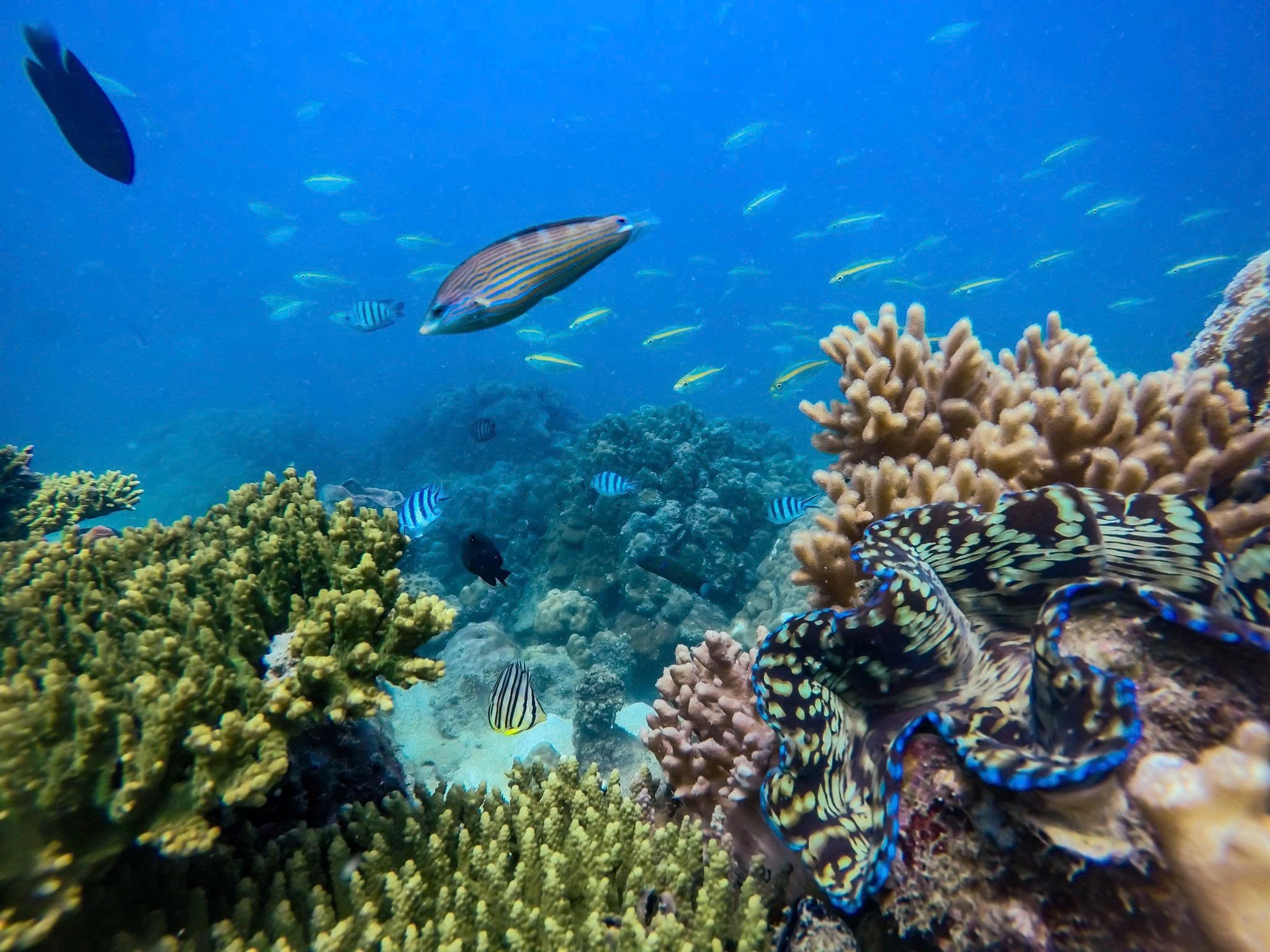 Day Tour | Fishing, Snorkeling, and Exploring the South Island | Phu Quoc
