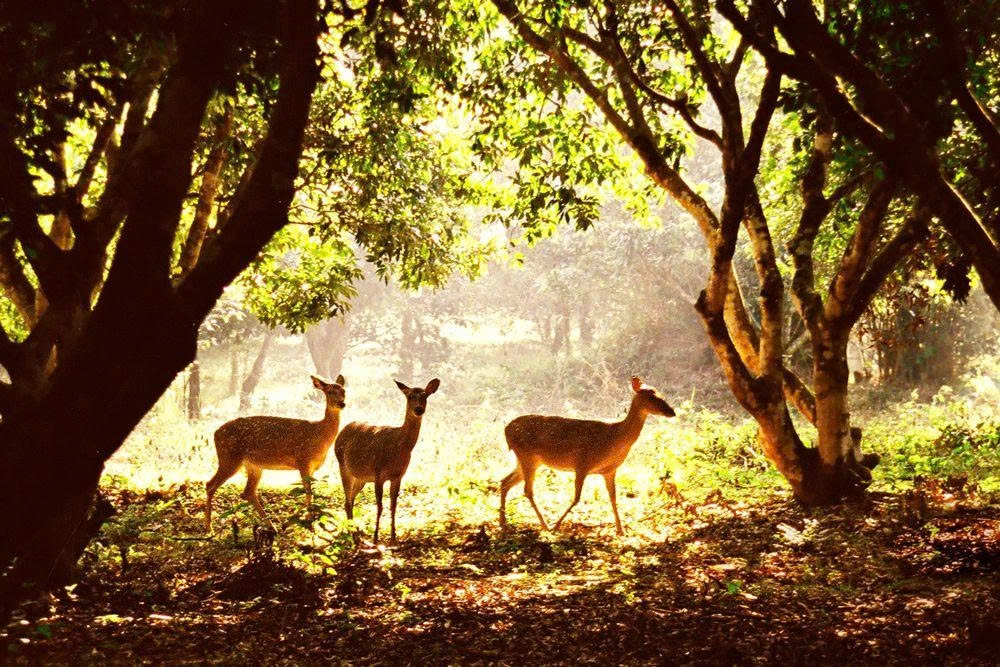 Day Tour | Cuc Phuong National Park & Van Long Wetland | Departs from Hanoi/Ninh Binh
