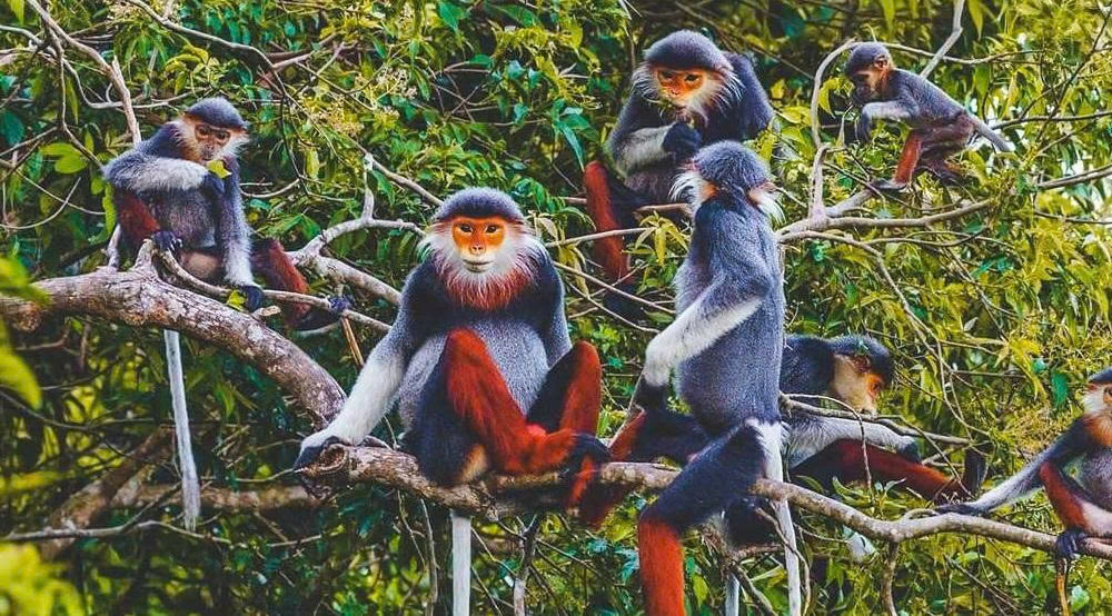 Day Tour | Cuc Phuong National Park & Van Long Wetland | Departs from Hanoi/Ninh Binh