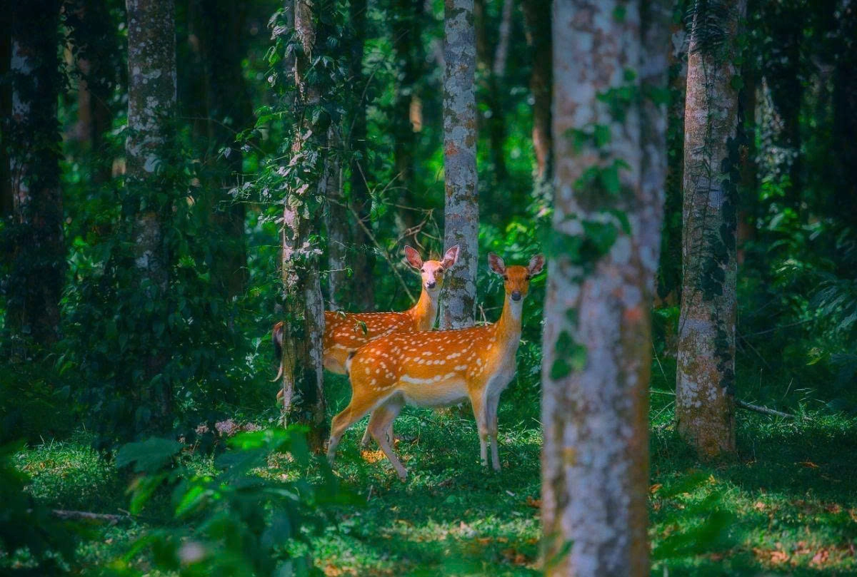 Day Tour | Cuc Phuong National Park & Van Long Wetland | Departs from Hanoi/Ninh Binh