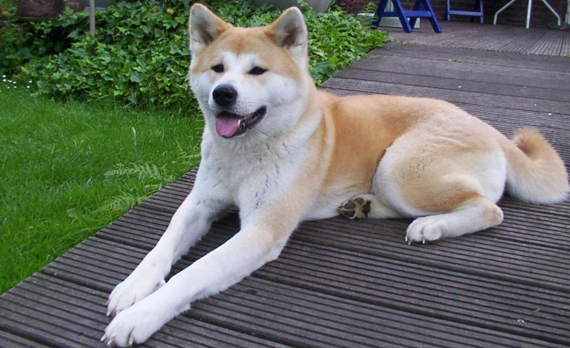 Mr Kai Tanaka