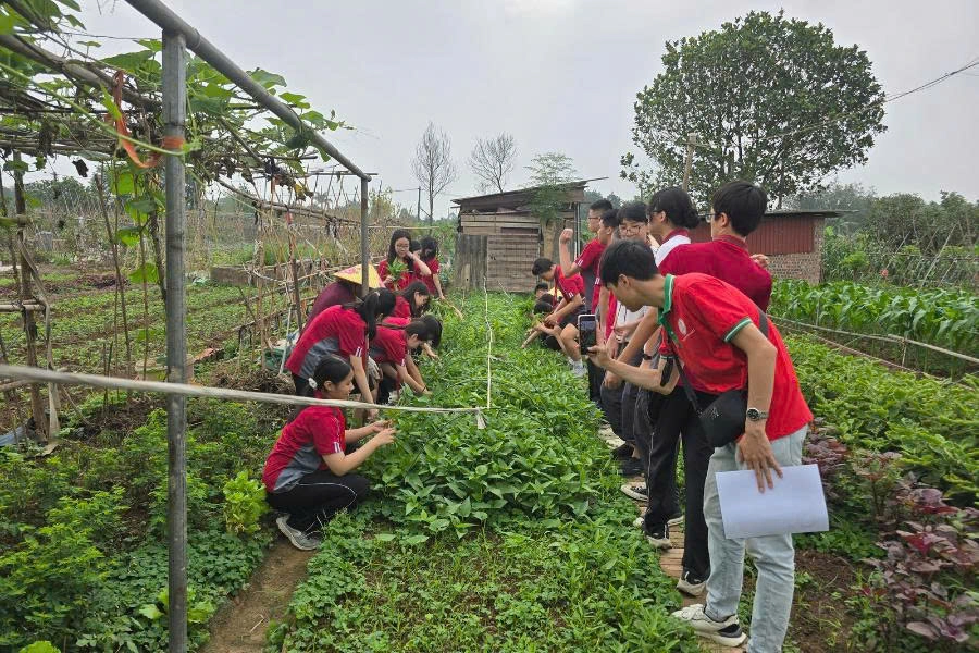 Day Tour | Farm Experience, Harvesting produce, and Cooking class | Hanoi