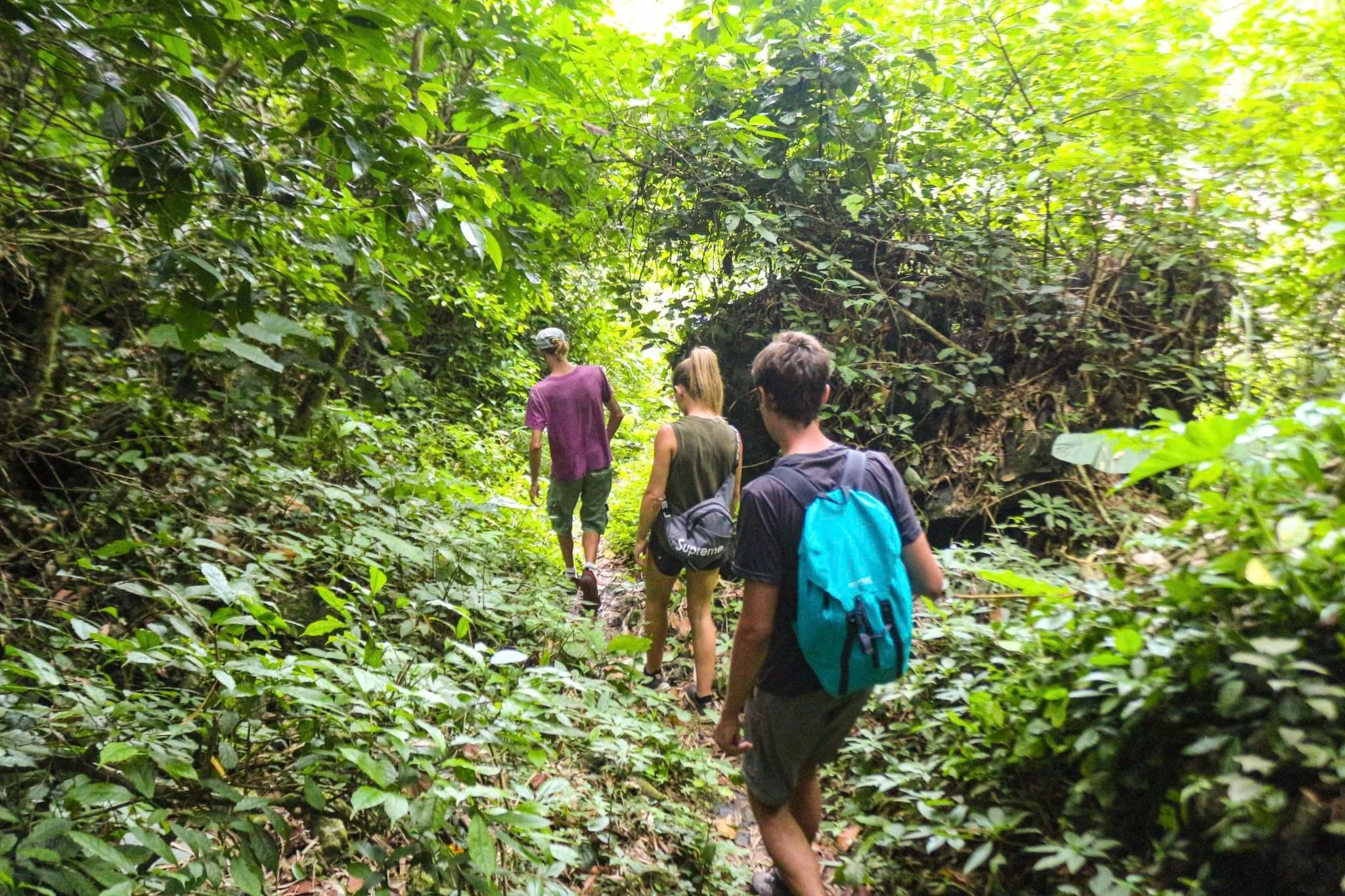 Day Tour | Trekking Experience to Explore Cat Ba National Park | Cat Ba