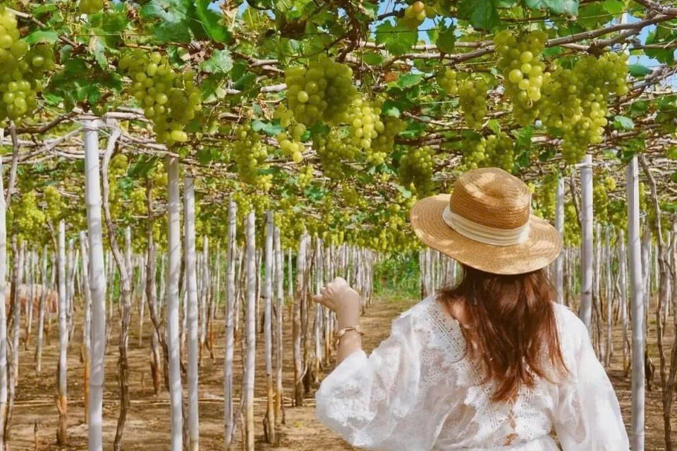 Day Tour | Vinh Hy – Rai Cave – Sheep Farm – Vineyard | Ninh Thuan