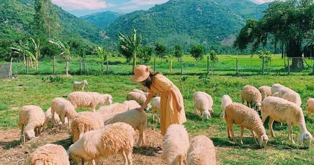 Day Tour | Vinh Hy – Rai Cave – Sheep Farm – Vineyard | Ninh Thuan