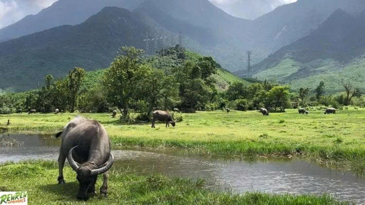 Day Tour | Conquering Hai Van Pass by Motorbike | Choice of Departure from Hoi An - Da Nang Or Hue