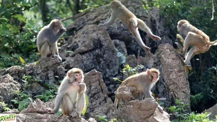 Day Tour | Conquering Hai Van Pass by Motorbike | Choice of Departure from Hoi An - Da Nang Or Hue