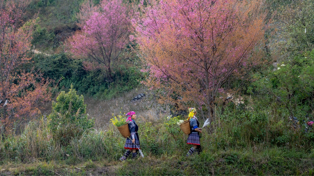 What is the Best Time to Travel to Sapa?