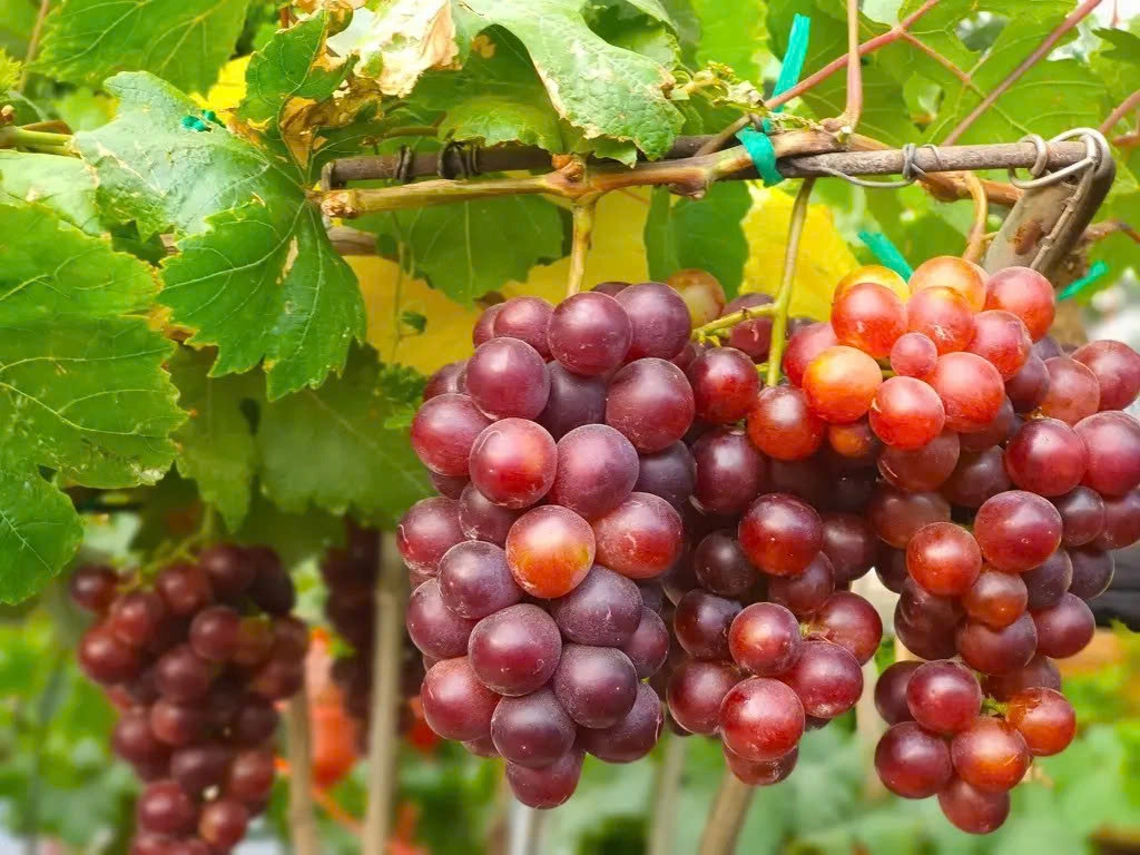 Day Tour | Ninh Thuan Day Tour (Hang Rai – Vinh Hy – Sheep Field – Vineyard)