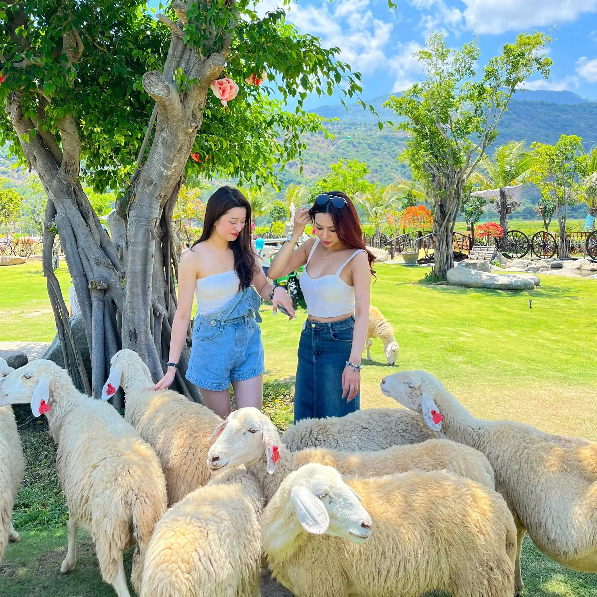 Day Tour | Ninh Thuan Day Tour (Hang Rai – Vinh Hy – Sheep Field – Vineyard)