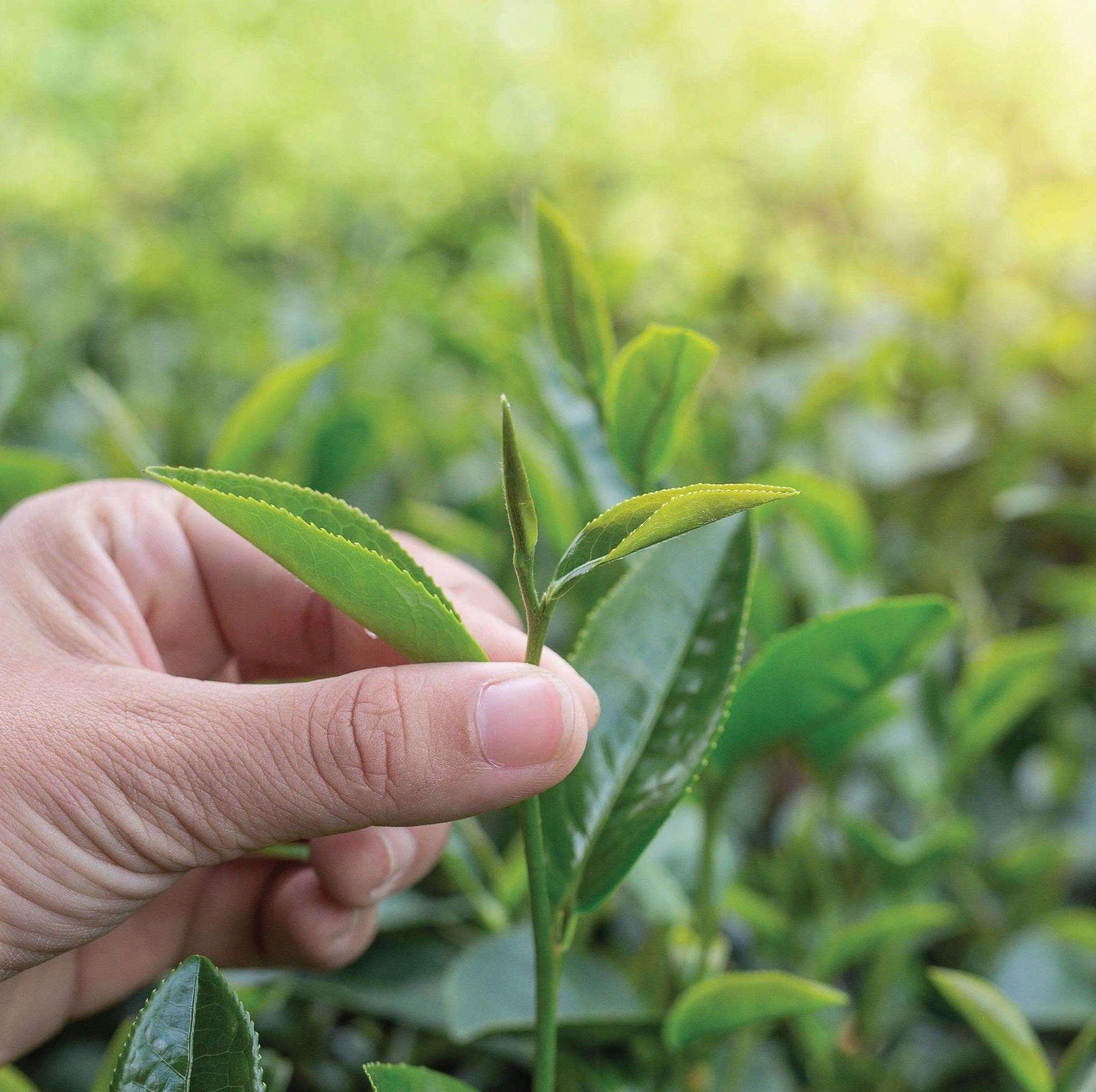 Vietnamese Specialty Green Tea Varieties - Da Lat Farm