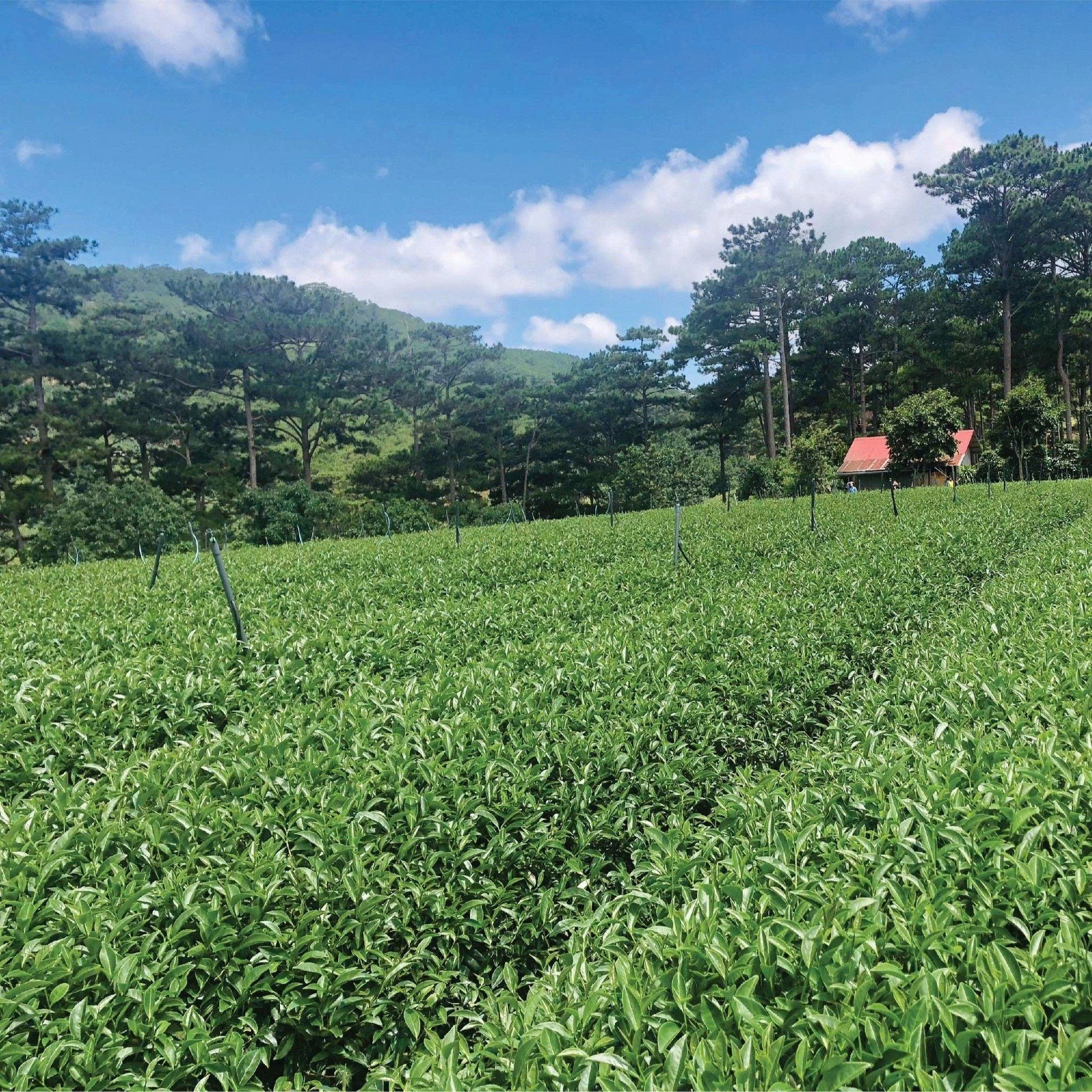 Vietnamese Specialty Green Tea Varieties - Da Lat Farm