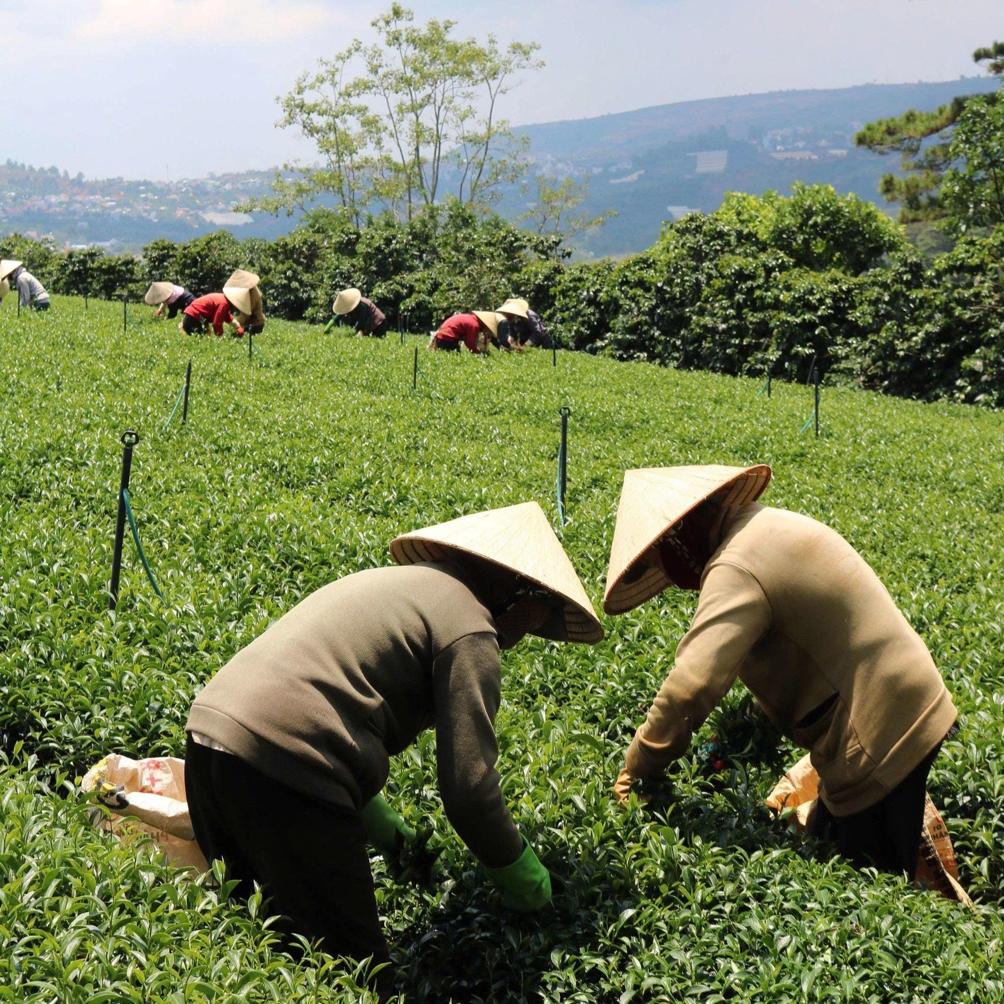 Vietnamese Specialty Green Tea Varieties - Da Lat Farm