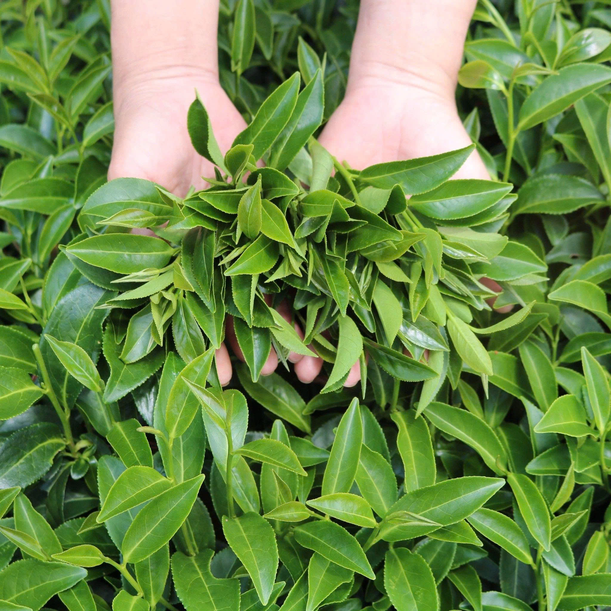 Vietnamese Specialty Green Tea Varieties - Da Lat Farm
