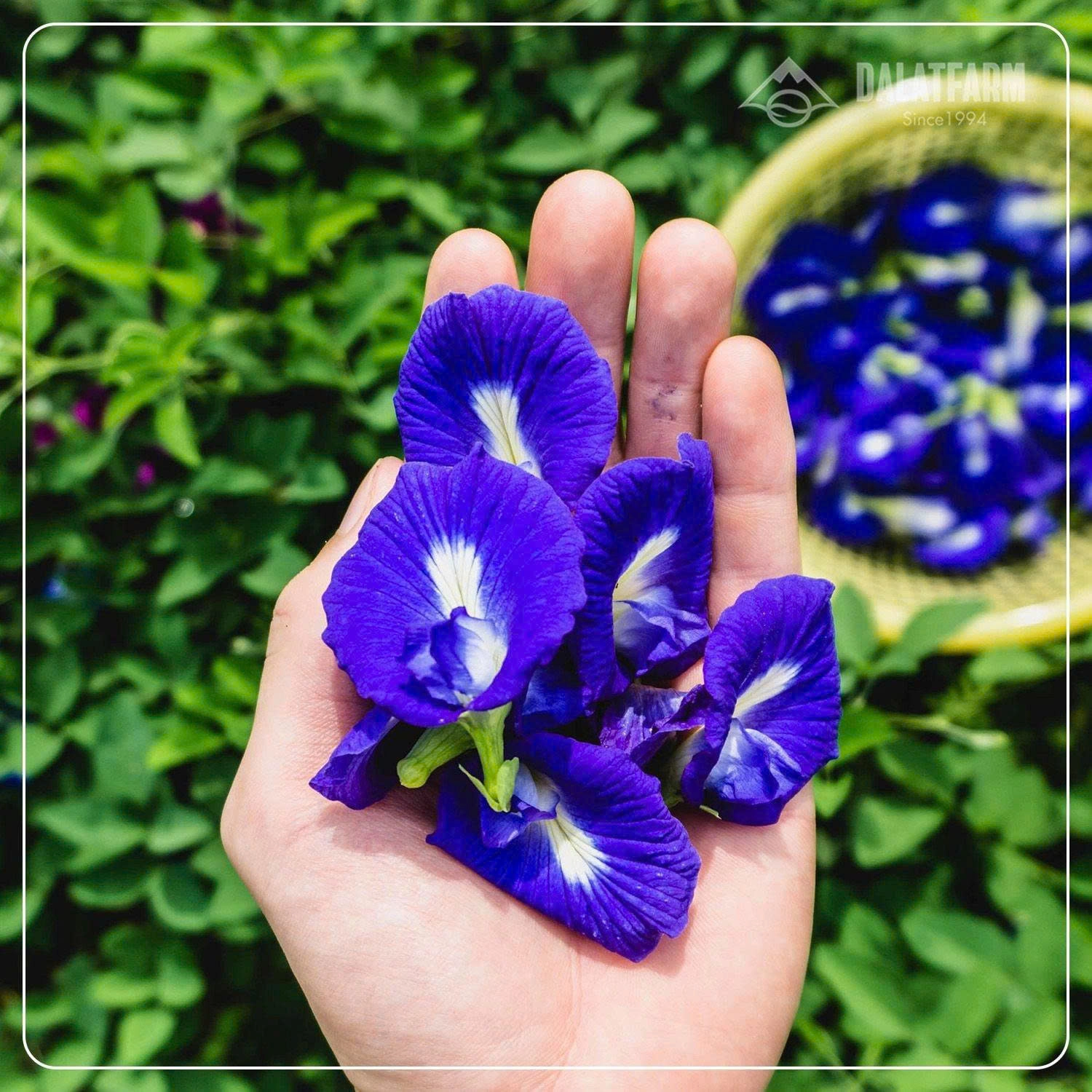 Vietnamese Specialty Flower Teas - Da Lat Farm