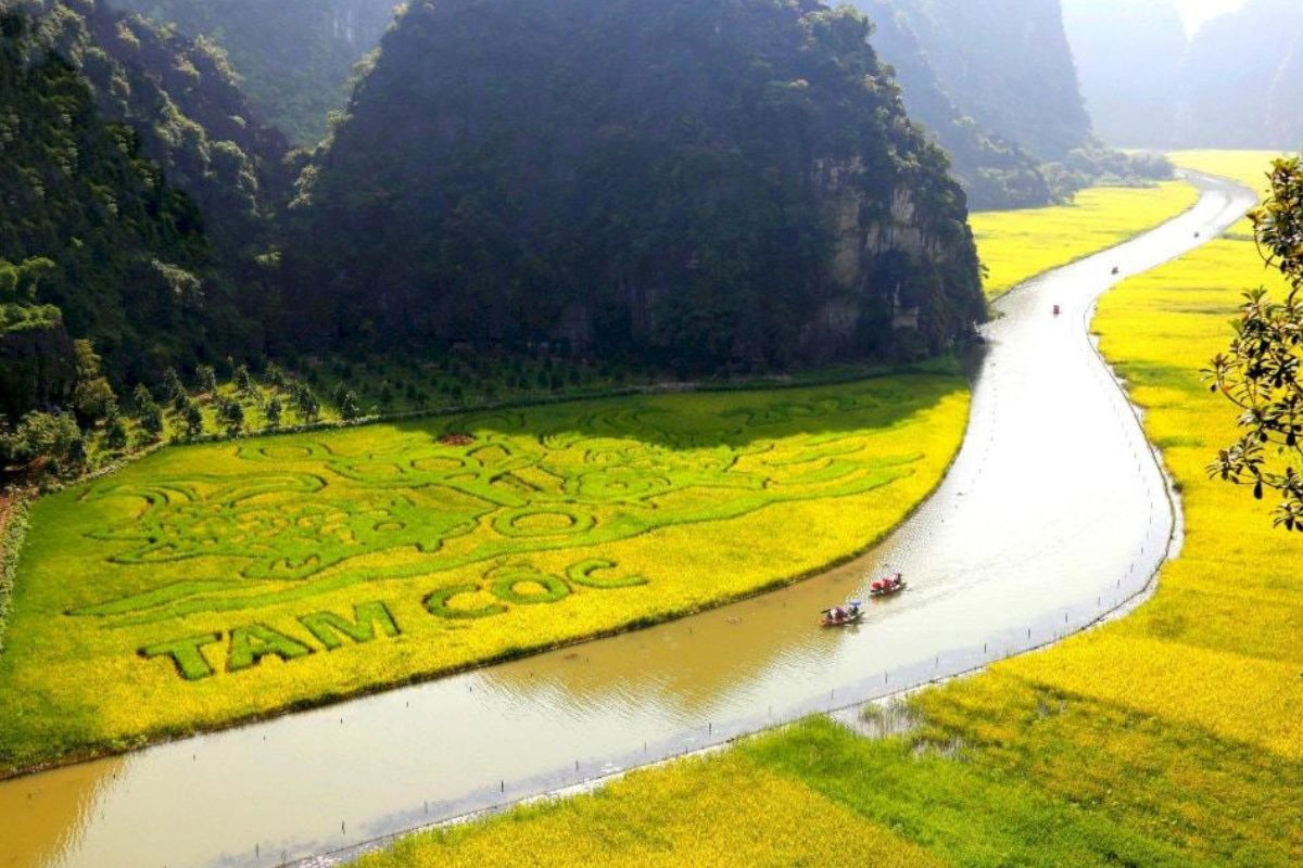 Ninh Binh – The golden harvest of Tam Coc
