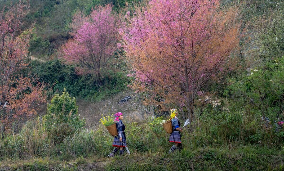 Tour Sapa From Hanoi: Best Trips For A Mountain Escape