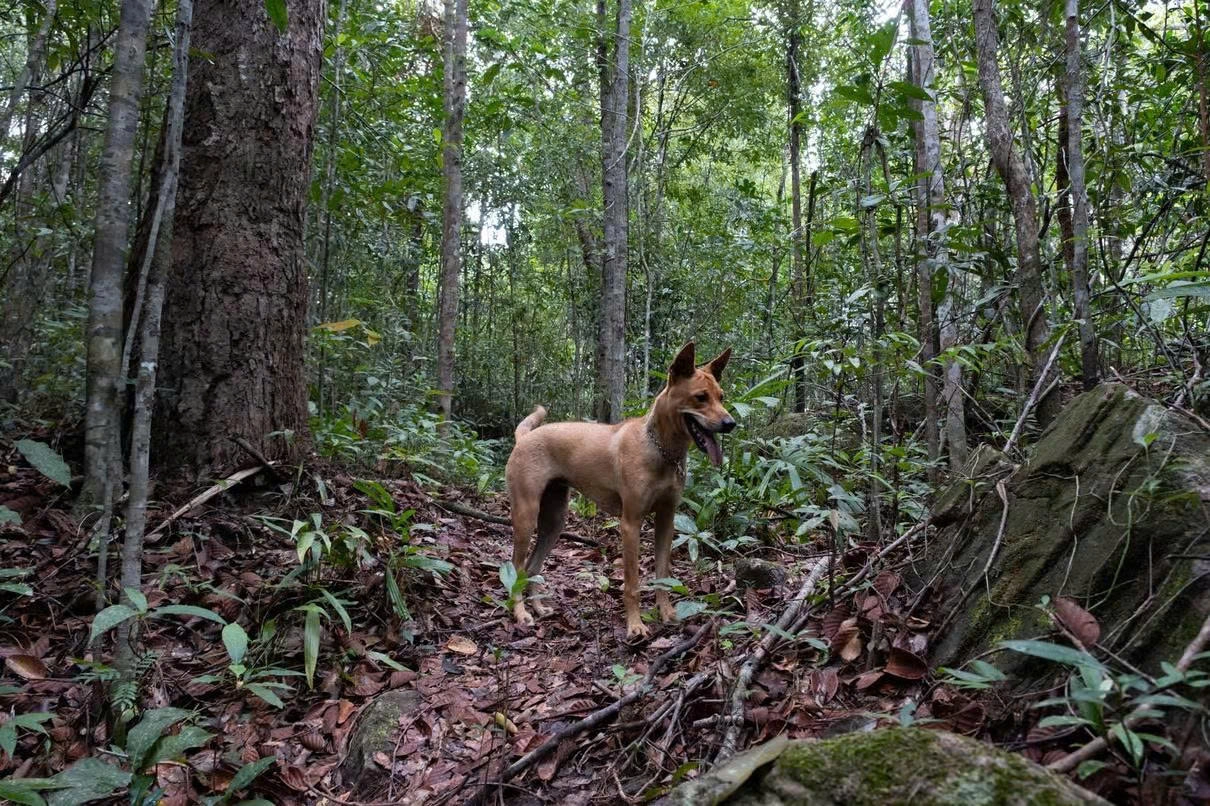 Day tour | Suoi Tien Trekking adventure – Explore the green heart of Phu Quoc 