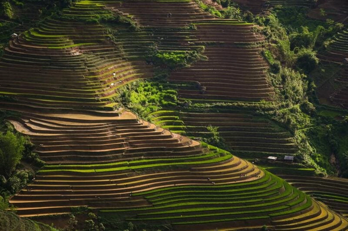 Mu Cang Chai
