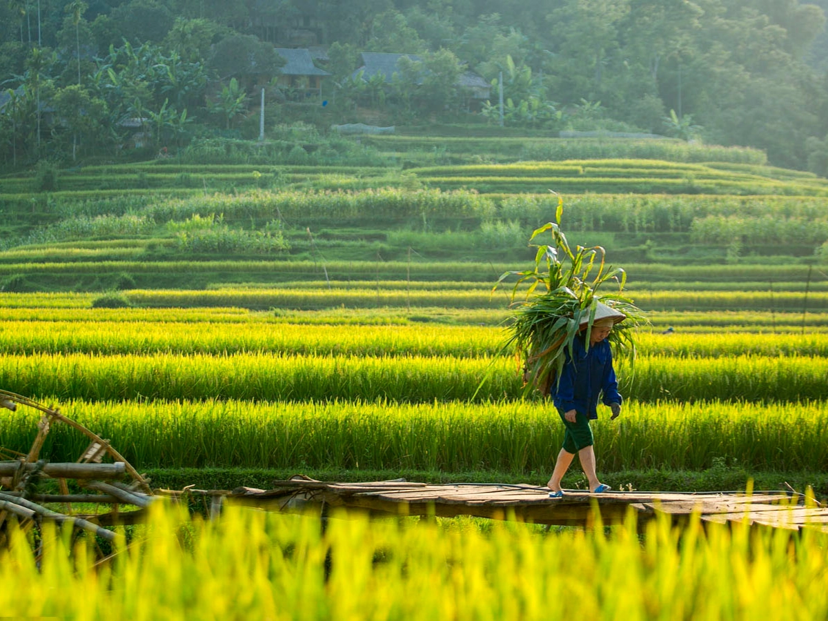 Pu Luong Half-Day with Rice Fields, Ethnic Weaving, & Biking