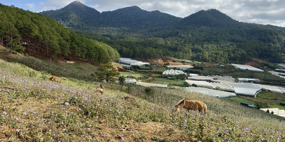 Langbiang Mountain is perfect for travelers who enjoy highland views
