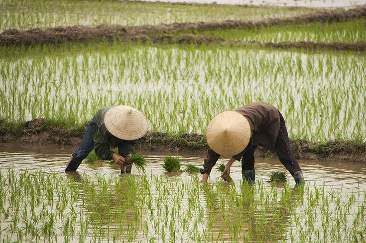 Private tour | Hoi An Wet Rice Farming Fishing & Crafting Pottery