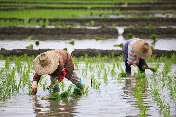 Private tour | Hoi An Wet Rice Farming Fishing & Crafting Pottery