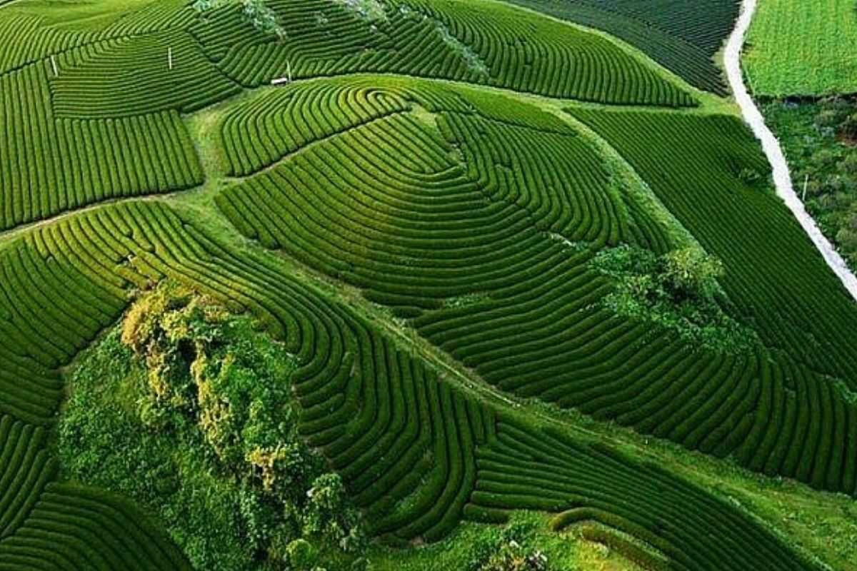 Moc Chau – Flower Fields & Green Tea Hills - Source: Vietnam Times