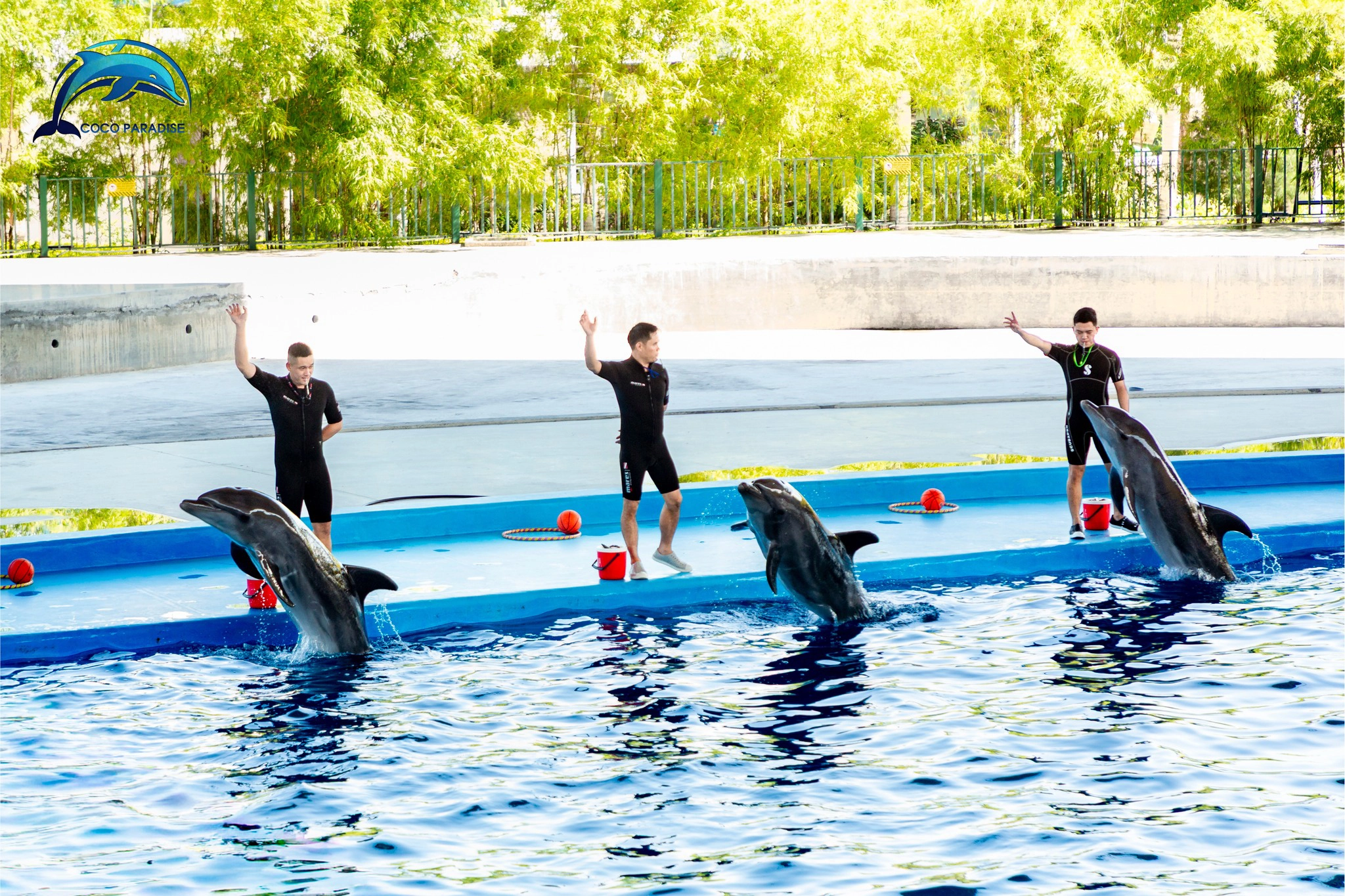 Da Nang Dolphinarium Ticket | Dolphin & Seal Show Experience