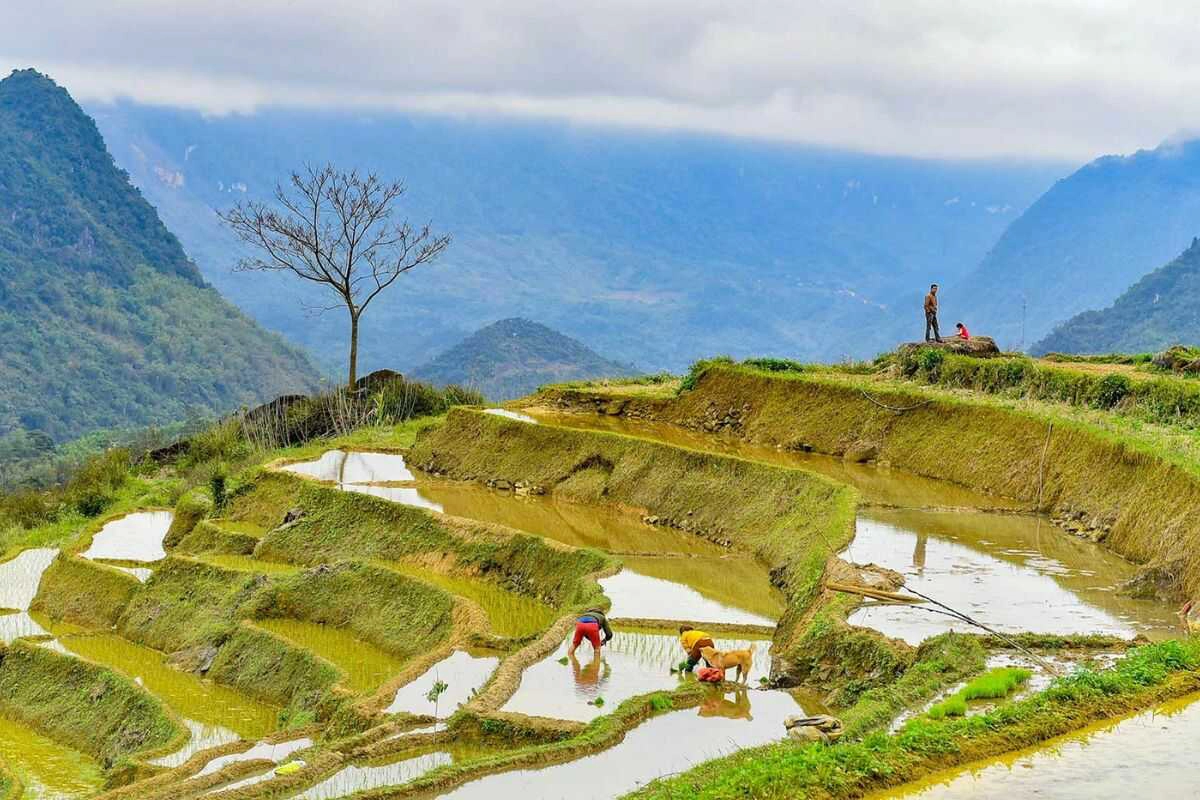 Trek Through Pu Luong Rice Terraces