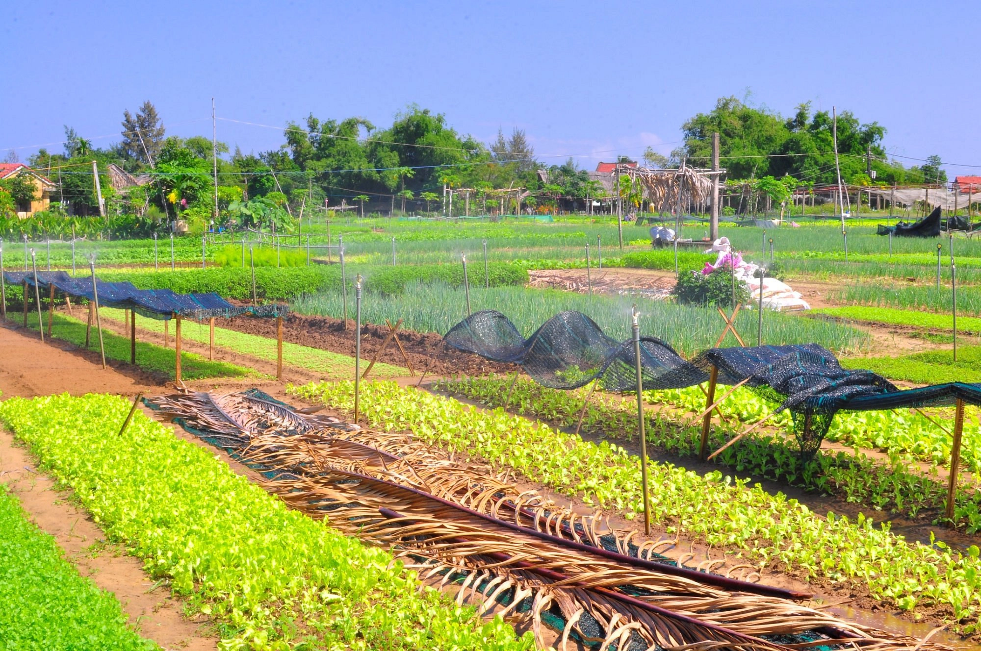 Hoi an Countryside Bike Tour 5 in 1