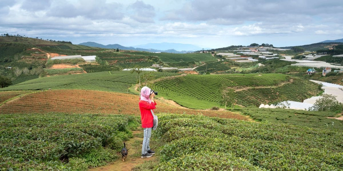 Cloud hunting at Cau Dat Tea Hill