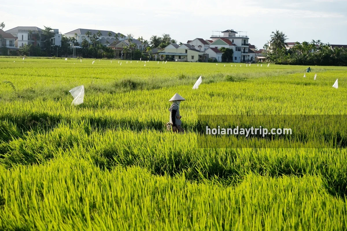 My Son Discovery Tour and Cruise Trip - Small group from Danang 