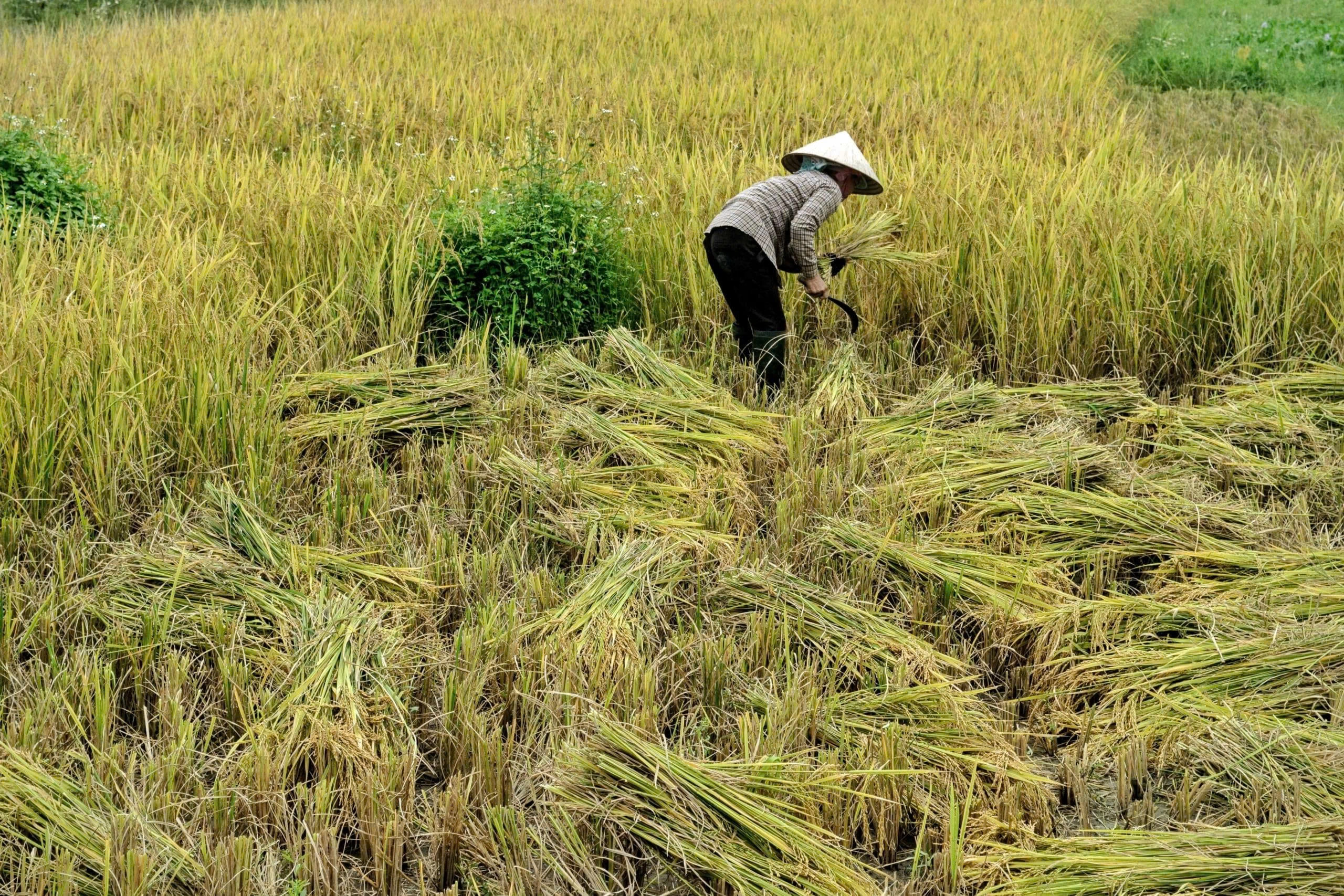 Day Tour | Experience Hanoi Countrysid Outskirts by Jeep: Discover Co Loa Ancient Citadel Life & History | Hanoi